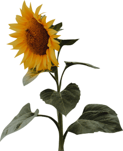Flower, Plant, Petal, Sunflower